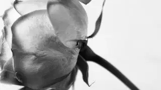 Botanical Challenge Finalists