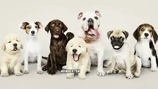 Puppies World