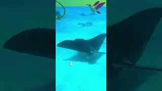This animal have to swim to stay alive! 😮 #shorts