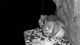 Flying Squirrel Friday Night Peanut Party! 🥜🎉