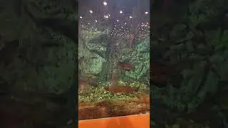 Bass Pro Shops
