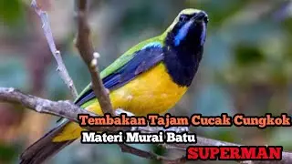 MASTERAN MURAI SUPERMAN BURUNG CUCAK CANGKOK GACOR VOLUME KERAS
