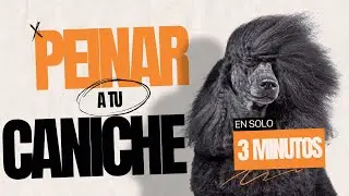 &iexcl;C&oacute;mo peinar un Caniche! Carda y peina EN DIRECTO!