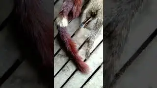 Squirrels and lizards