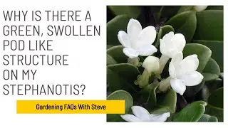 Why is there a green, swollen pod like structure on my stephanotis?