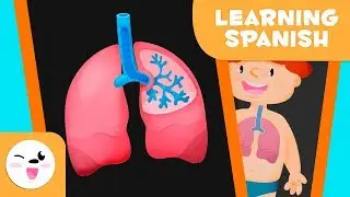 Travel through the Respiratory System (Spanish Version) - Fun Science for Kids