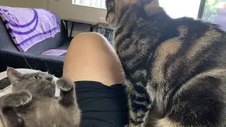 Cat Fighting or Flirting on Dad&rsquo;s Lap?