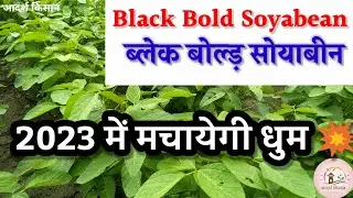 सोयाबीन की लोकप्रिय किस्म ब्लेक बोल्ड़ Black Bold Soyabean Variety #soyabean_ki_kheti