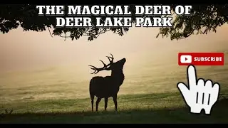The Magical Deer of Deer Lake Park  Bedtime story