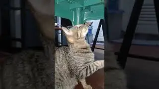 kulitan time with mitchie d smartcat