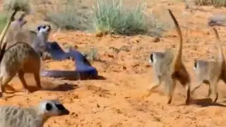 Mongoose Vs. Cobra | Smithsonian