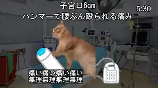無痛分娩レポ　#猫ミーム #catmemes
