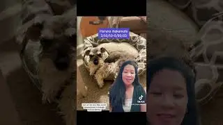 Haruko Nakamoto - the Miracle Dog #miracledog #dogwellness #doghealth