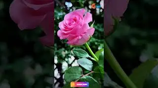 Beautiful Pink Rose | Plants Farming Family#shorts #plants #flowers #satisfying #trending
