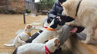 Gusang, Mohyun, Moram, Mogyeol, Mohun, Morin eating treats with other dogs🥓🧡