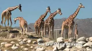 Twelve Days of TLD (The Living Desert)