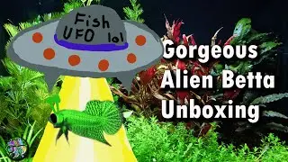 Unboxing a beautiful alien betta from KGTropicals/keepfishkeeping.com
