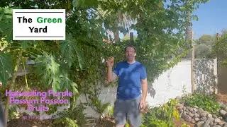 Harvest and Taste Test of Purple Possum Passion Fruits in Phoenix, AZ!