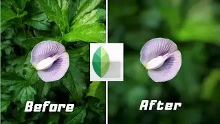 How to Blur Background  with  Snapseed ||Snapseed Malayalam Editing Tutorial