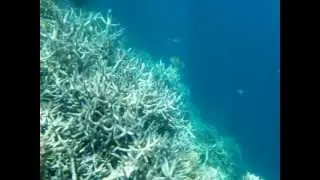 Deep Change - Ocean's Gift