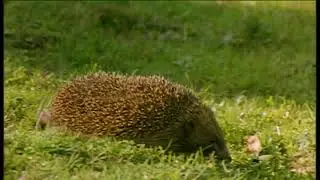 Éamon de Buitléar -  Mammals | Ainmhithe na hÉireann  | TG4