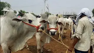 దేవరకద్ర సంతలో 6 పళ్ళ కోడెల రేటు | devarakadra Bulls market &lrm;@CSR BULL SHOW&nbsp;