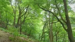 Wondrous Cool - Johannes Brahms - sung by the dwsChorale