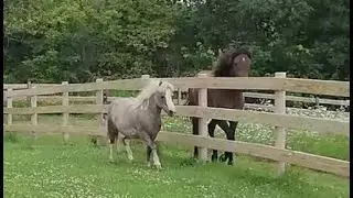 Caprio & Shadow Playing & Running Around Together