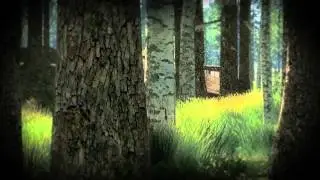 The Hunter - Bear Attack ! 1920 x1080 hd