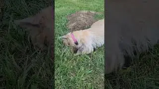 Claire the conqueror.  Cairn terrorist (terrier) taking down moles like a boss.