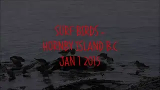 Surf Birds Hornby Island B C  Jan 2015