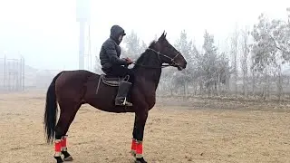 ОТ СОТИЛАДИ.+998911256392  #horse #rek #конноеранчо #otbozor #otlar #shorts