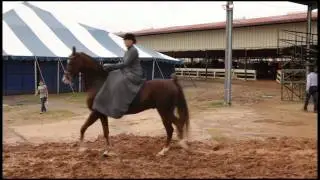 English Sidesaddle Horseback Riding on a Saddlebred Horse Walking