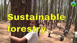 Sustainable forestry and woodland management practices - sustainable agroforestry in uk agriculture