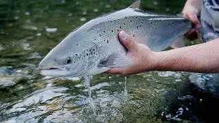 Salmon Fly Fishing On The Cap-Chat River