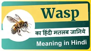 Wasp meaning in Hindi | Wasp ka matlab kya hota hai | Wasp means and hindi word