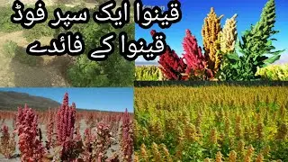 Quinoa Crop / How we can Grow Quinoa/ Quinoa is super crop/Quinoa grow in Pakistan