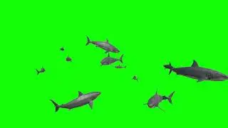 Huge School of Great White Sharks Green Screen Animation