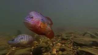 Longears Spawning