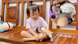 Super cute! Baby monkey Annie is afraid of thunder and sleeps soundly in Bao Anh's arms