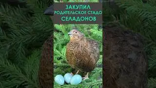 Купил перепелов Селадон, черно-медных Маранов #домуреки #жизньвдеревне #маранчерномедный  #перепелки