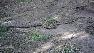 Giant Python in the rainforest