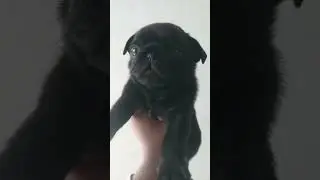 very cute pug puppy. pug puppy in black colour #doglover #pug #trending #cutedog #viral