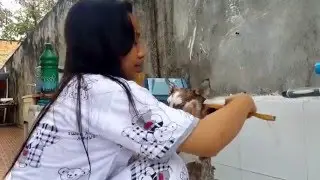 Siberian husky taking a bath and screaming for help