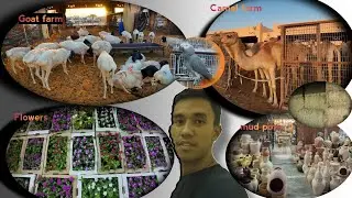 Local businesses of uae || Kamel market and others