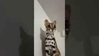 Asian Leopard Cat
