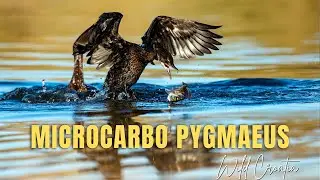 Pigmy cormorant
