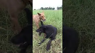 The dogs live in the fields, they are happy to run and play.