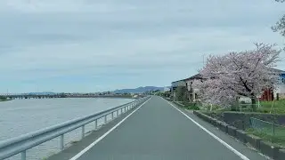 Driving Around Toyohashi City Aichi Japan | Toyohashi Park Cherry Blossoms | Toyokawa River
