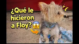 😱¿Qué le hicieron a Floy? 🐶✂️ | El resultado nos sorprendió   ¿Te gusta su nuevo look?😂🐾